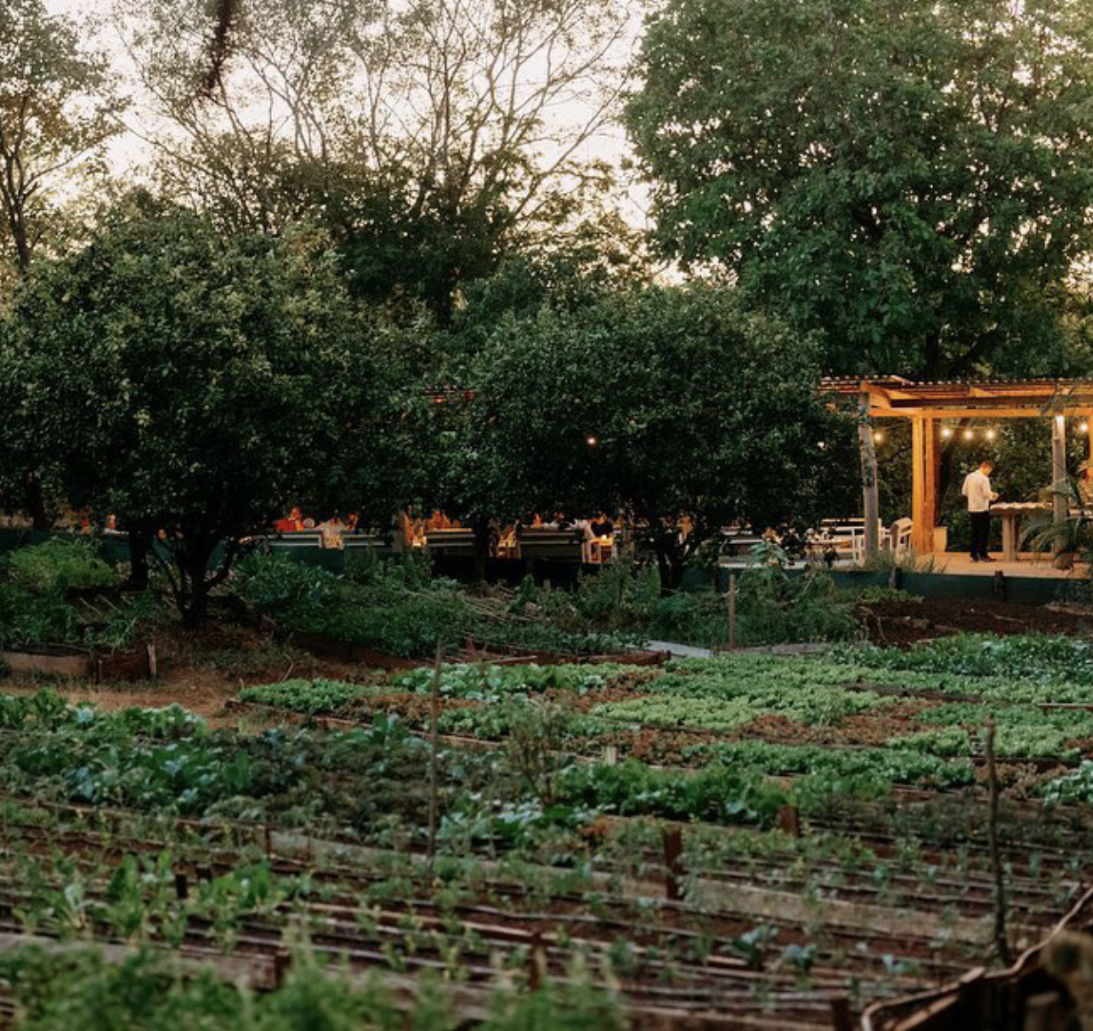 Garden